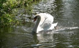 Bible Birds – Swan&nbsp;I