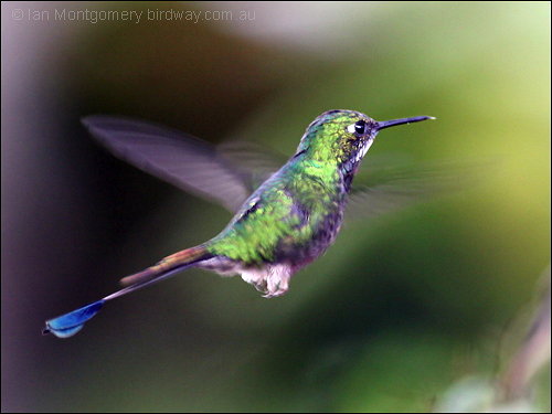 White-booted Racket-tail (Ocreatus underwoodii) by Ian