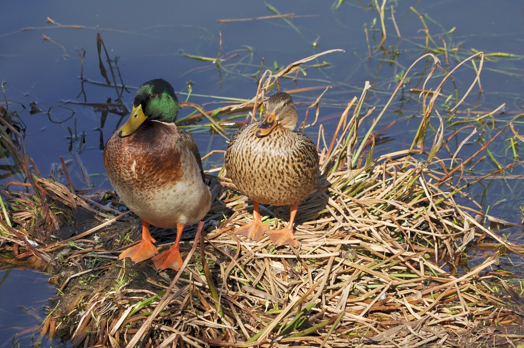 Mallard (Anas platyrhynchos) By Dan'sPix