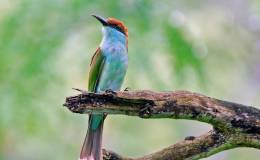 Birds of the Bible – Names of Birds&nbsp;II