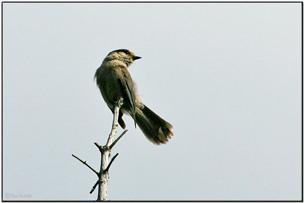 Grey Jay (Perisoreus canadensis) by Daves BirdingPix