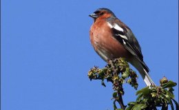 Precious Stones and Birds –&nbsp;Jacinth