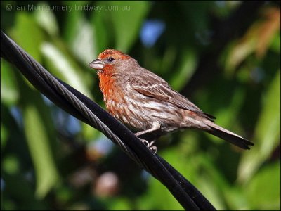 House Finch (Carpodacus mexicanus) by Ian
