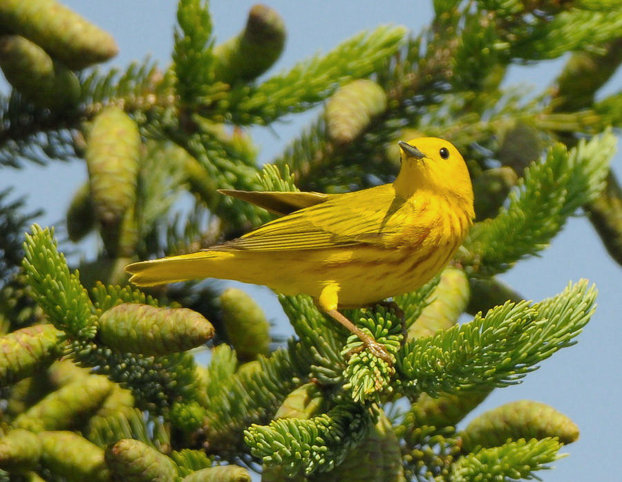 Mangrove Warbler (Setophaga petechia) (aka Yellow) by Anthony747