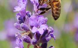 Scripture Alphabet of Animals: The&nbsp;Bee