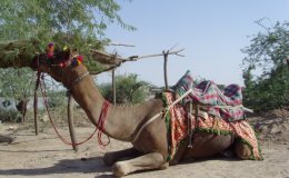 Scripture Alphabet of Animals: The&nbsp;Camel