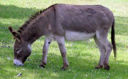 Singing Irish Donkey from Donkey&nbsp;Whisperer
