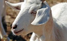 Scripture Alphabet of Animals: The&nbsp;Goat