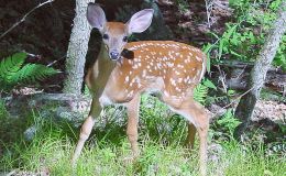 Scripture Alphabet of Animals: The Hart and&nbsp;Hind