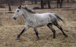 Scripture Alphabet of Animals: The&nbsp;Horse