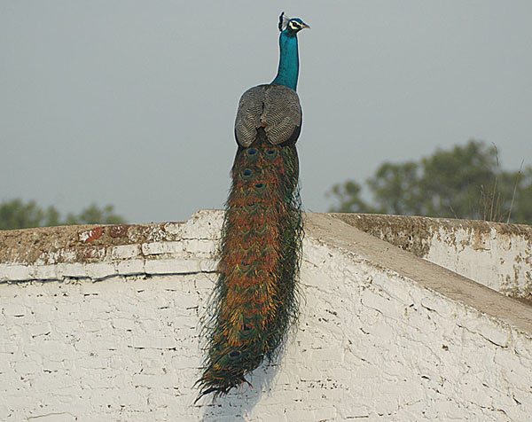 Indian Peafowl (Pavo cristatus) by Nikhil Devasar