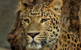 Scripture Alphabet of Animals: The&nbsp;Leopard