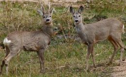 A Happy Deer At The&nbsp;Beach!
