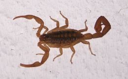 Scripture Alphabet of Animals: The&nbsp;Scorpion