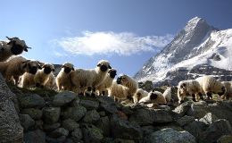 Scripture Alphabet of Animals: The&nbsp;Sheep