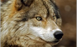Scripture Alphabet of Animals: The&nbsp;Wolf