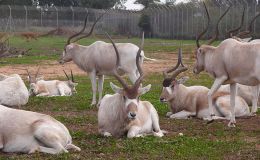 Scripture Alphabet of Animals: The&nbsp;Unicorn