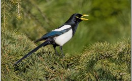 Mother Magpie’s Kindergarten