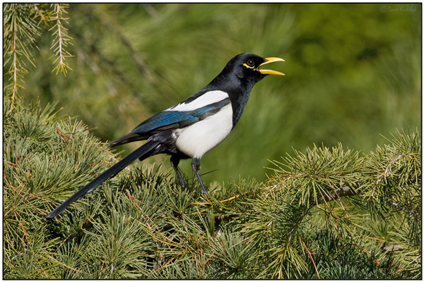 Yellow-billed Magpie (Pica nuttalli) by Daves BirdingPix