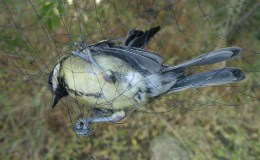 Being and Doing as God Enables – by A. W.&nbsp;Tozer