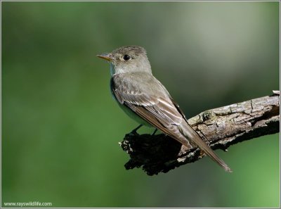 Eastern Wood Pewee (Contopus virens) by Raymond Barlow