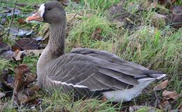 Vol. 2, No. 5 – The American White-fronted&nbsp;Goose