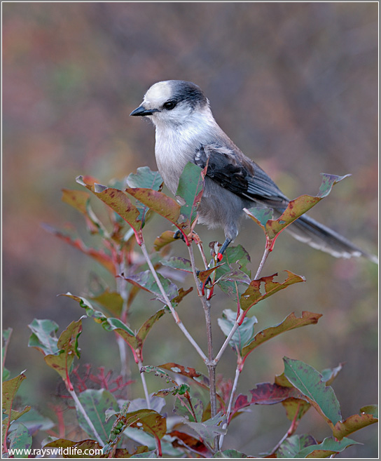 Grey Jay (Perisoreus canadensis) by Raymond Barlow