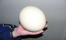 Birds of the Bible – Bird Egg&nbsp;Facts