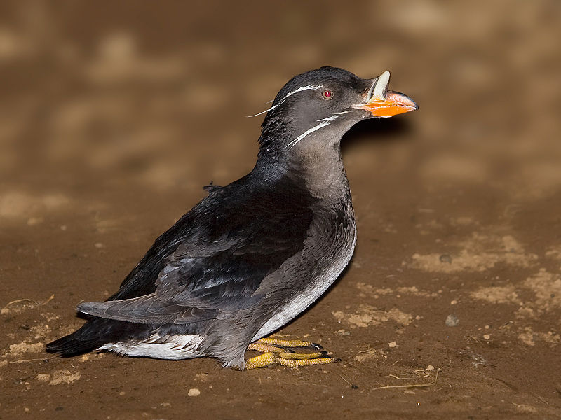Rhinoceros Auklet (Cerorhinca monocerata) WikiC
