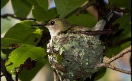 Double Life of the Hummingbird – Creation&nbsp;Moments