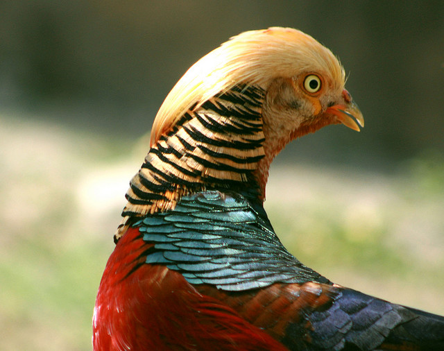 Golden Pheasant (Chrysolophus pictus) Male ©© NotMicroButSoft