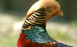 Artistic Birds From Their Creator&nbsp;III