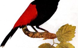 Birds Vol 1 #1 – The Red-Rumped Tanager (Scarlet-Rumped or&nbsp;?)