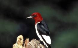 Drummers and Carpenters – Chapter&nbsp;11