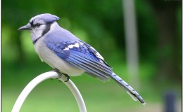 Artistic Birds From Their Creator&nbsp;I