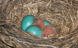 Clyde and Benny – Crow And A&nbsp;Robin