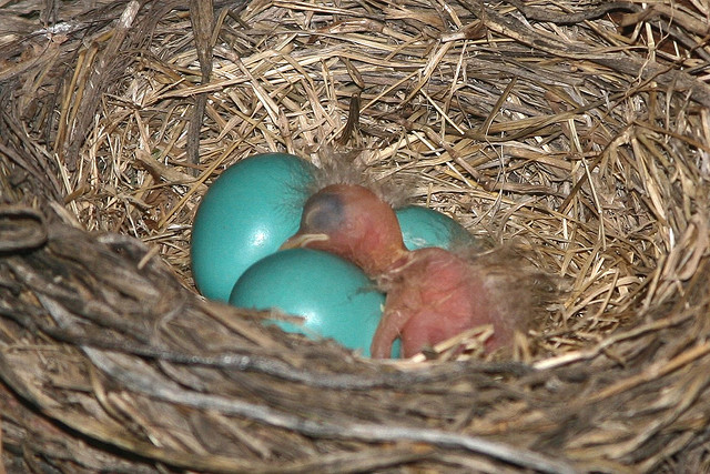American Robin (Turdus migratorius) Eggs and 1 hatchling CCSenzEnina
