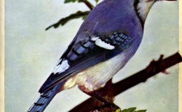 Birds Vol 1 #2 – The Blue&nbsp;Jay