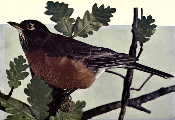 American Robin for Birds Illustrated by Color Photography