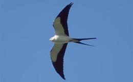 Things To Do While Staying&nbsp;Home