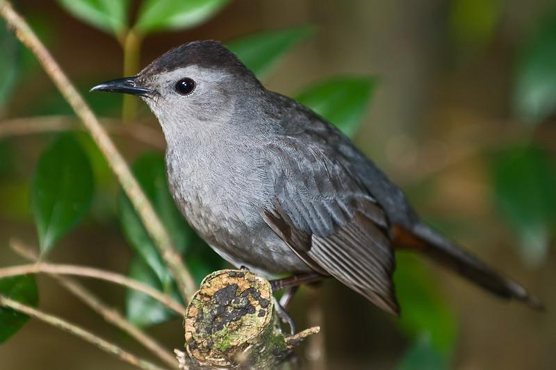 Grey Catbird (Dumetella carolinensis) by Africaddict