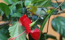 Updating Birds of the&nbsp;World