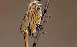 Birds Vol 2 #1 – Bird&nbsp;Song~July