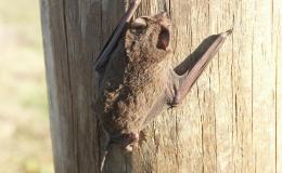 Bible Birds – The&nbsp;Bat?