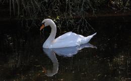 Bible Birds – Swan&nbsp;Introduction