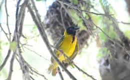 God’s Weaver Birds At&nbsp;Work