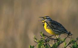 Bob White and Carol the Meadow Lark – Chapter&nbsp;14