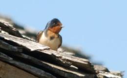 A Robber in the Old Orchard – Chapter&nbsp;16