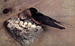 Birds Vol 1 #3 – The&nbsp;Swallow