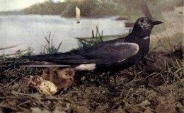 Birds Vol 1 #3 – The Black&nbsp;Tern